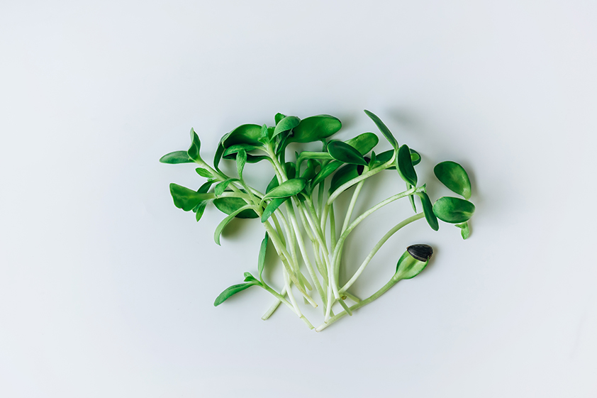 HOW TO USE MICROGREENS TO MAXIMIZE NUTRITION FOR YOU AND FAMILY THIS CORONA SEASON?<