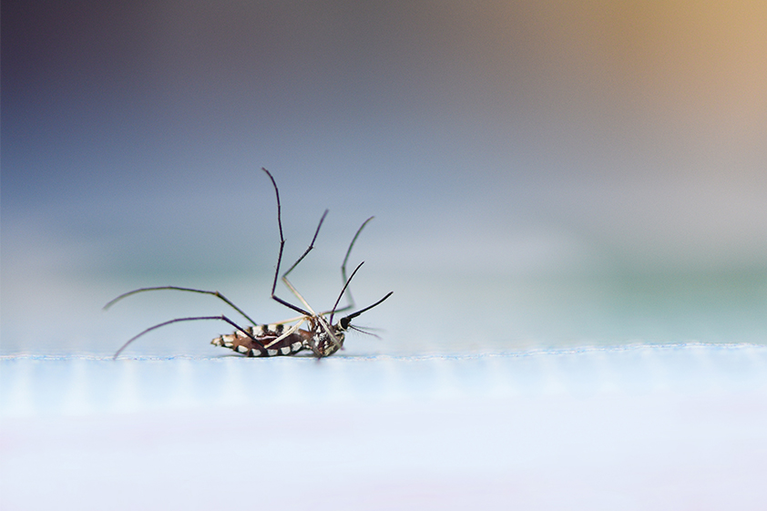 HOW TO MANAGE MOSQUITOES IN APARTMENTS IN KOCHI<
